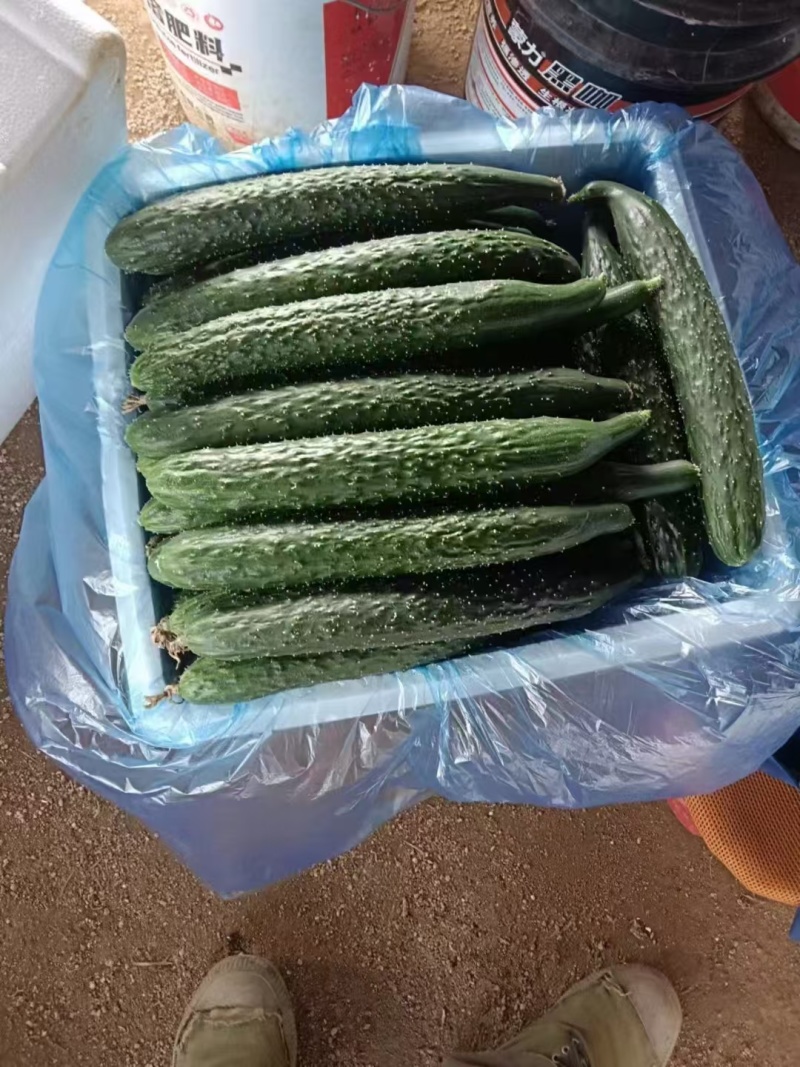 广东徐闻黄瓜大量上市，有需要货的老板联系我！