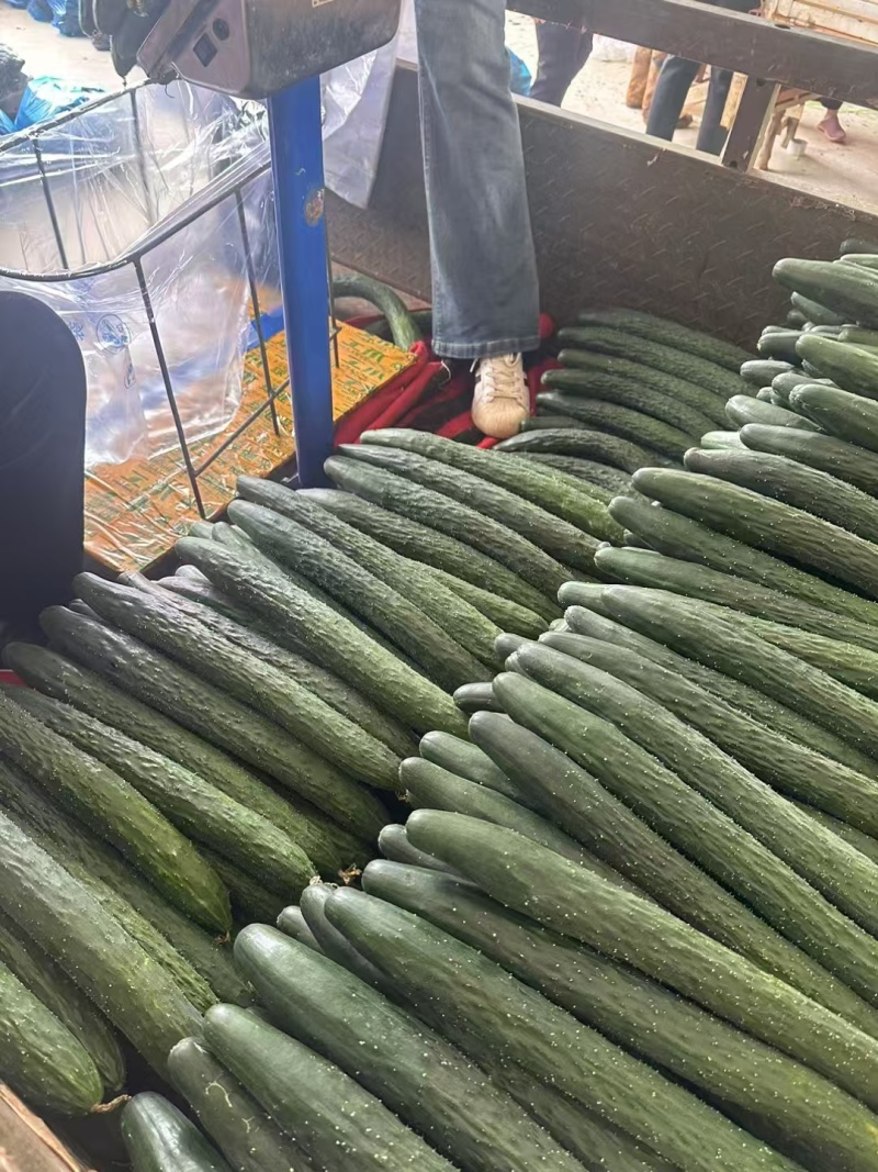 广东徐闻黄瓜大量上市，有需要货的老板联系我！