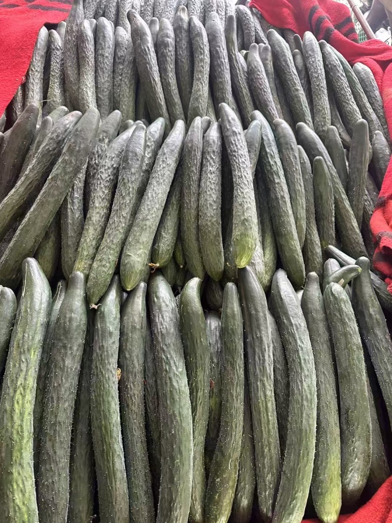 广东徐闻黄瓜大量上市，有需要货的老板联系我！