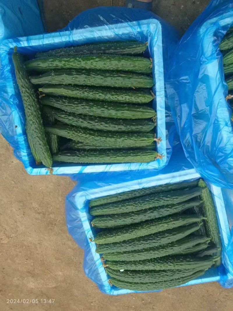 广东徐闻黄瓜大量上市，有需要货的老板联系我！