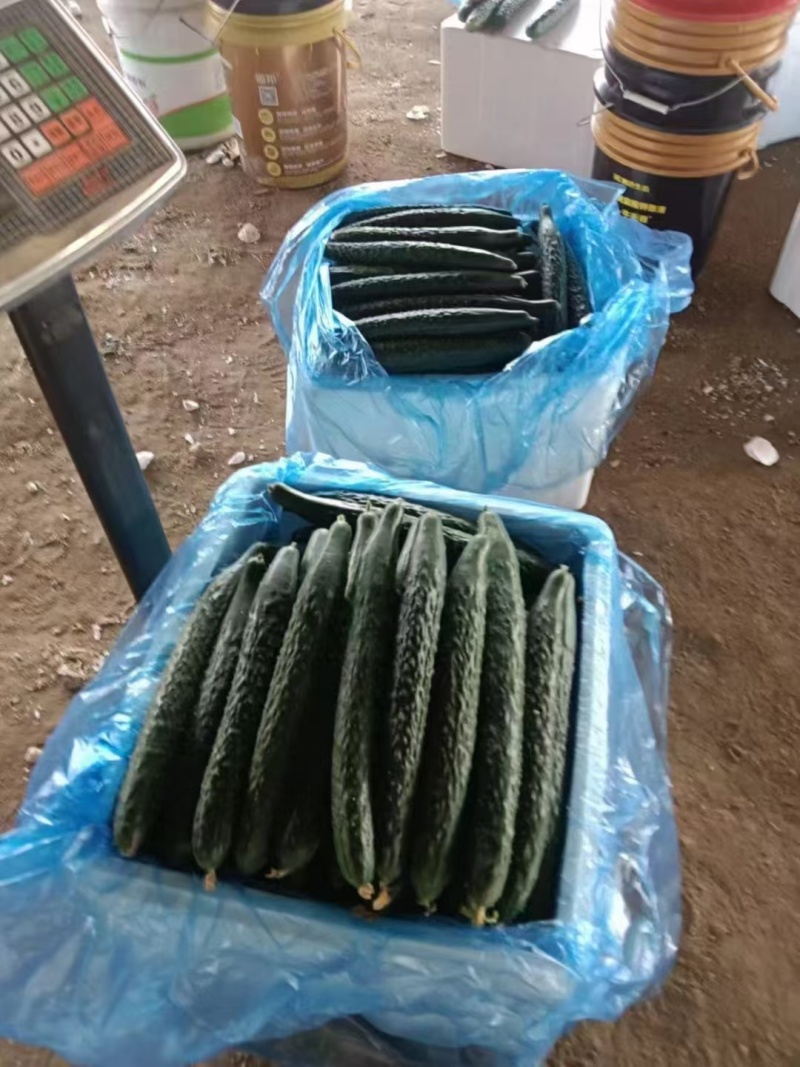广东徐闻黄瓜大量上市，有需要货的老板联系我！