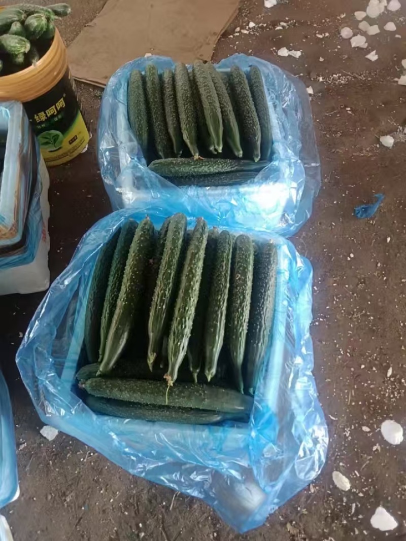 广东徐闻黄瓜大量上市，有需要货的老板联系我！