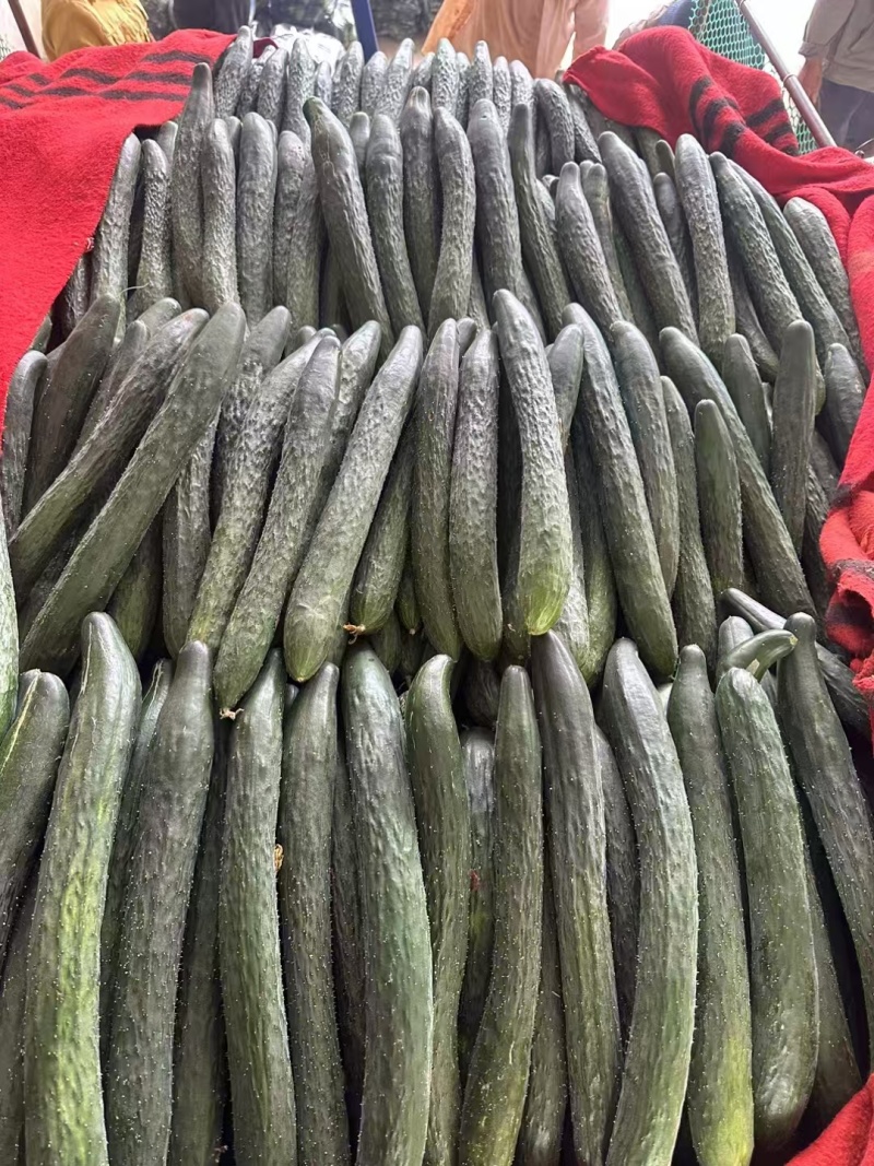 广东徐闻黄瓜大量上市，有需要货的老板联系我！
