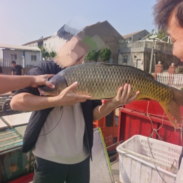 大鲤鱼