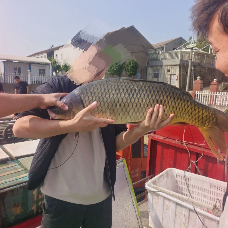 大鲤鱼