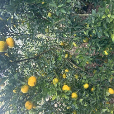 茶枝柑，二红果