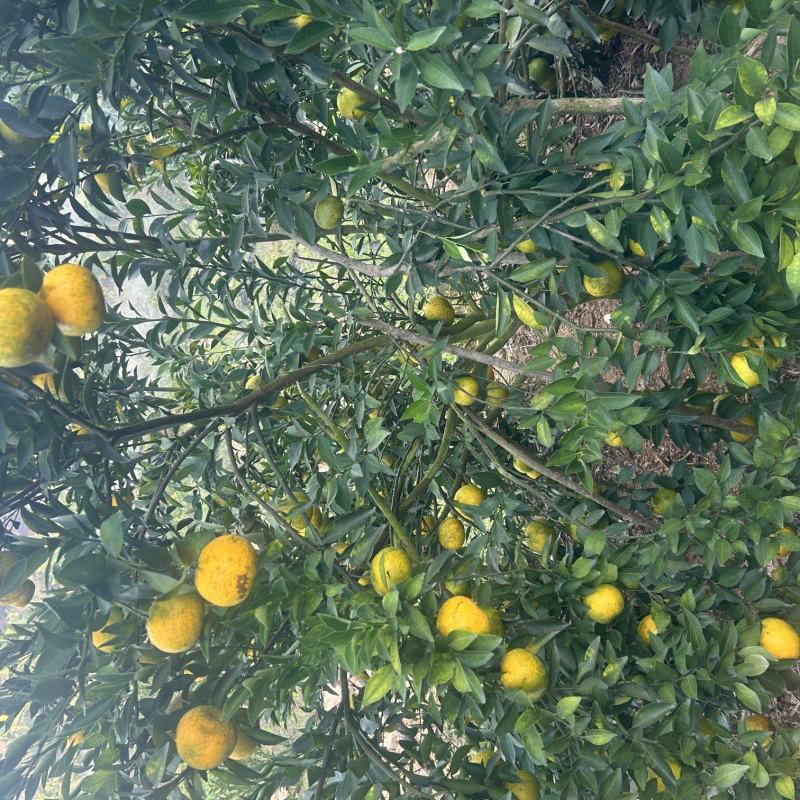 茶枝柑，二红果