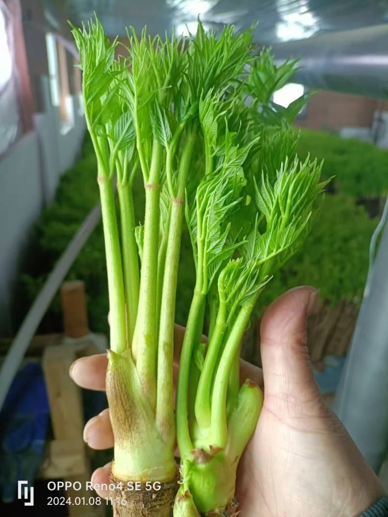 刺嫩芽盆景好活包技术扶持支持视频看货可发全国市场