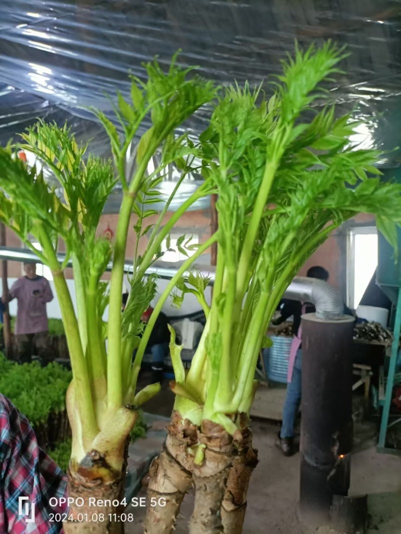 刺嫩芽盆景好活包技术扶持支持视频看货可发全国市场