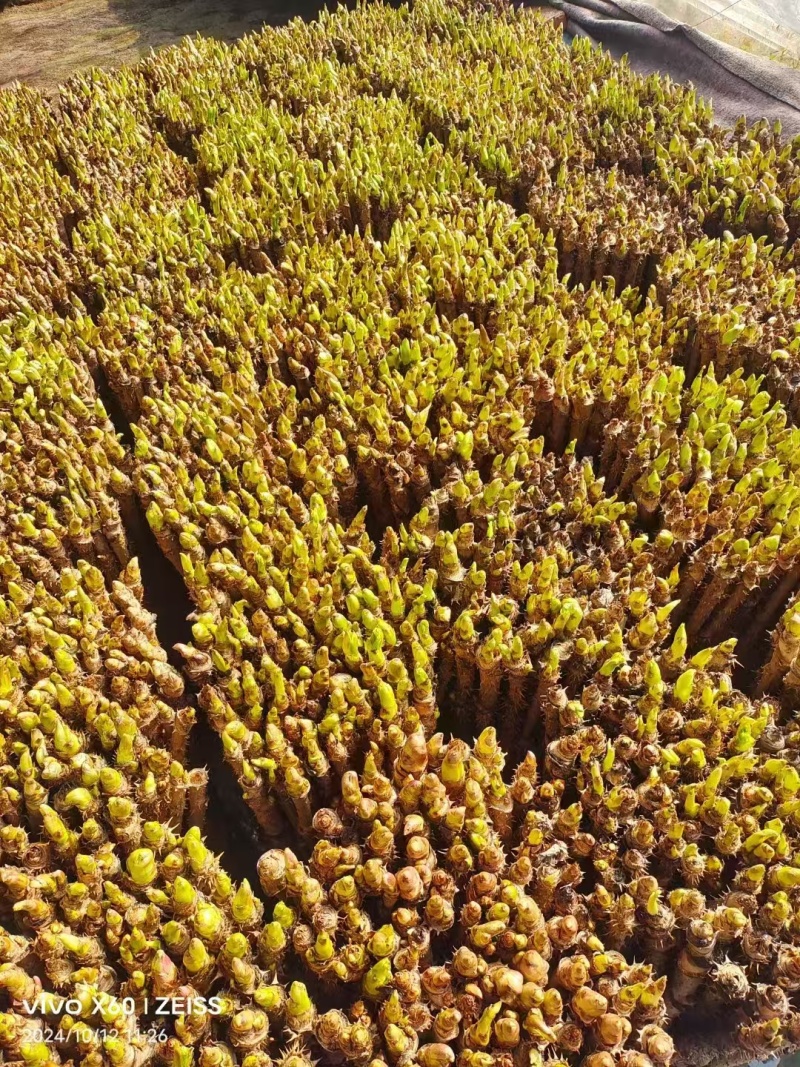 刺嫩芽盆景好活包技术扶持支持视频看货可发全国市场