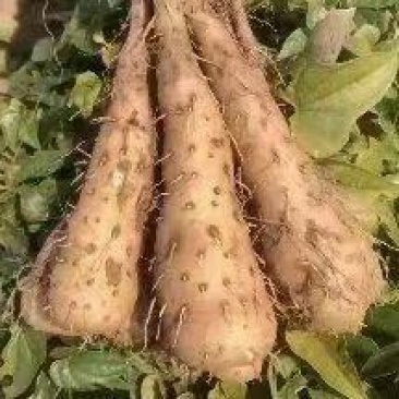 一级无菌白玉山药苗量大从优质量保证产地供应诚信