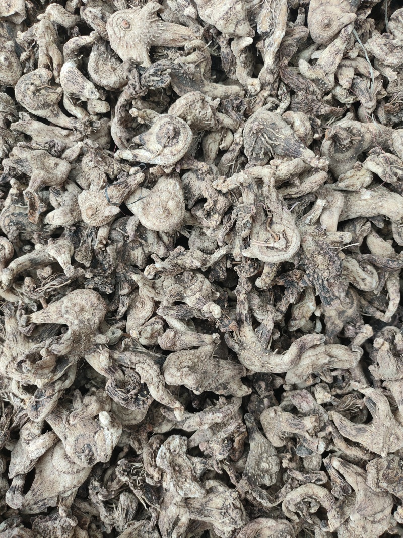 白芨个子，产地直发，品种纯正，量大从优，诚信经营