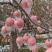 山西红富士苹果量大从优保质保量对接全国商超团购