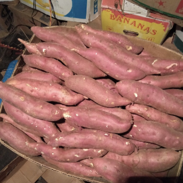 【今日推荐】辽宁早丰地瓜白心板栗红薯产地直发可视频看货