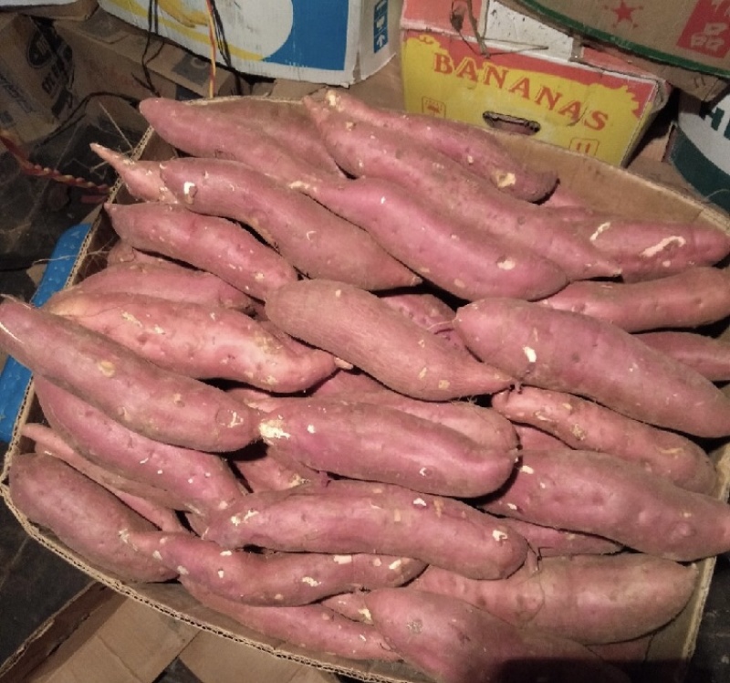 【今日推荐】辽宁早丰地瓜白心板栗红薯产地直发可视频看货