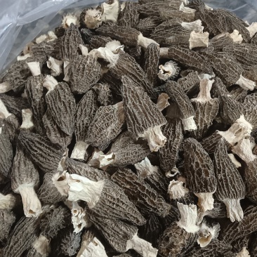 精挑肉厚羊肚菌，品质保证，价格实惠，诚信经营，欢迎咨询