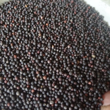 油菜籽