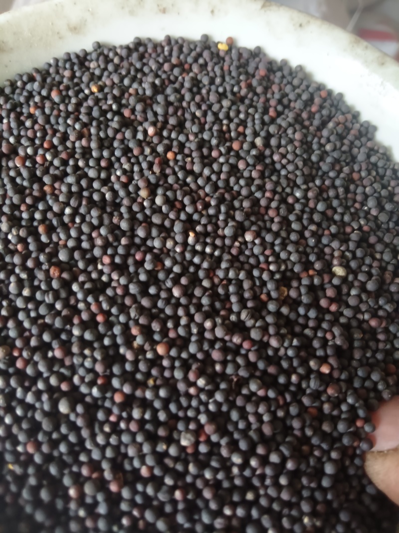油菜籽