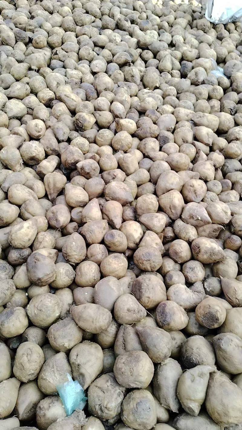 芥菜头大量上市厂家直发价格优惠品质保证欢迎来电