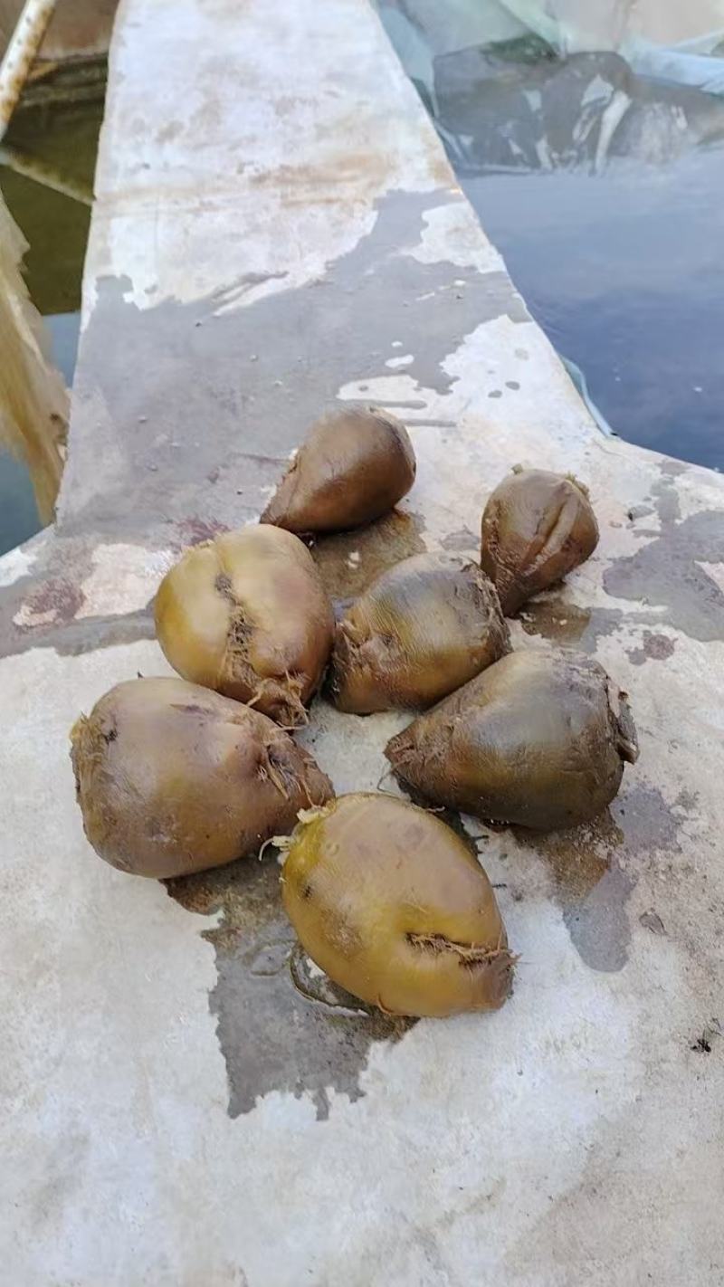 芥菜头大量上市厂家直发价格优惠品质保证欢迎来电