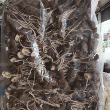 古田特产茶树菇，精品货，质量优，需要可以联系