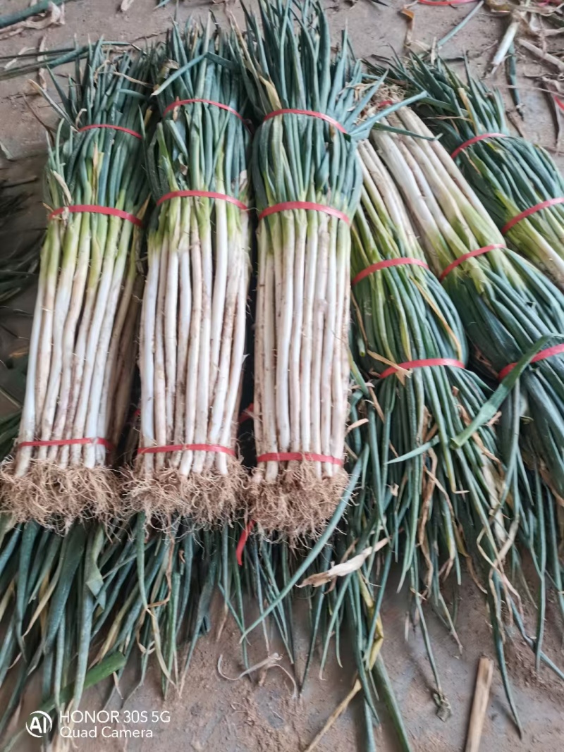 急售！河北大葱，粗葱，中粗，五指，可对接电商市场团购超市