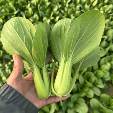 小油菜大量上市了价格实惠品质保证量大从优。