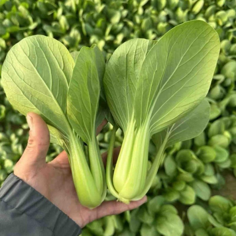 小油菜大量上市了价格实惠品质保证量大从优。
