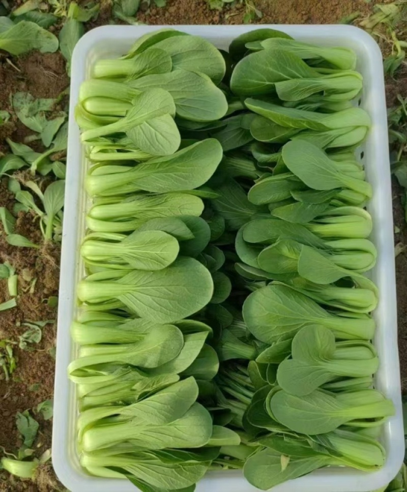 小油菜大量上市了价格实惠品质保证量大从优。