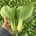 小油菜大量上市了价格实惠品质保证量大从优。