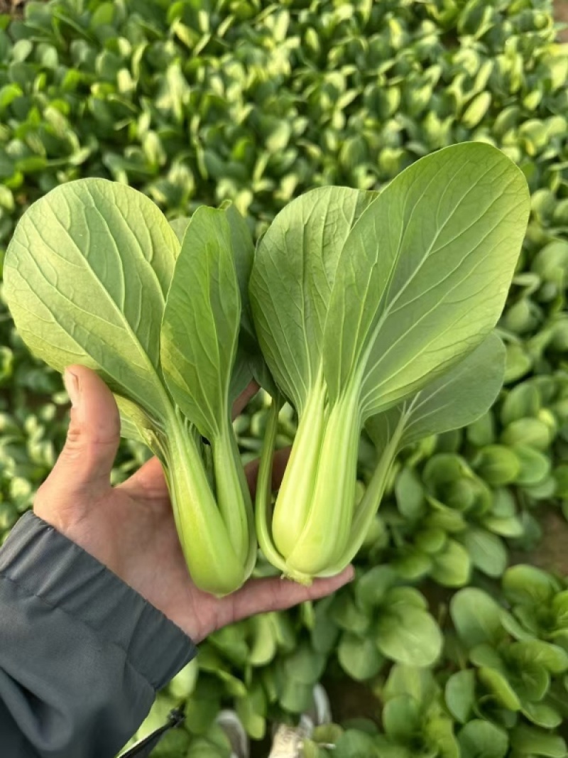 小油菜大量上市了价格实惠品质保证量大从优。