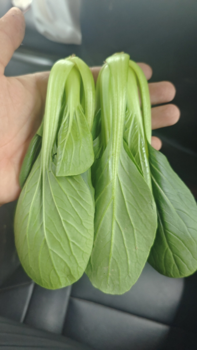 小油菜大量上市了价格实惠品质保证量大从优。