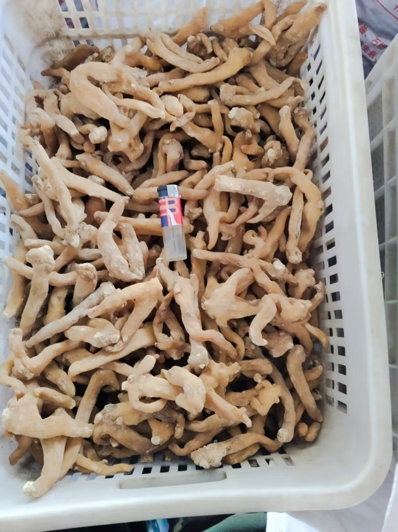 黄精