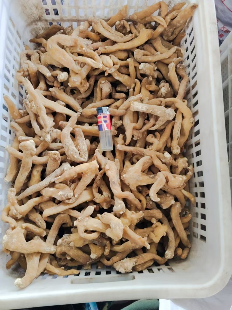 黄精