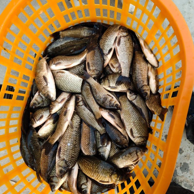 鲫鱼
