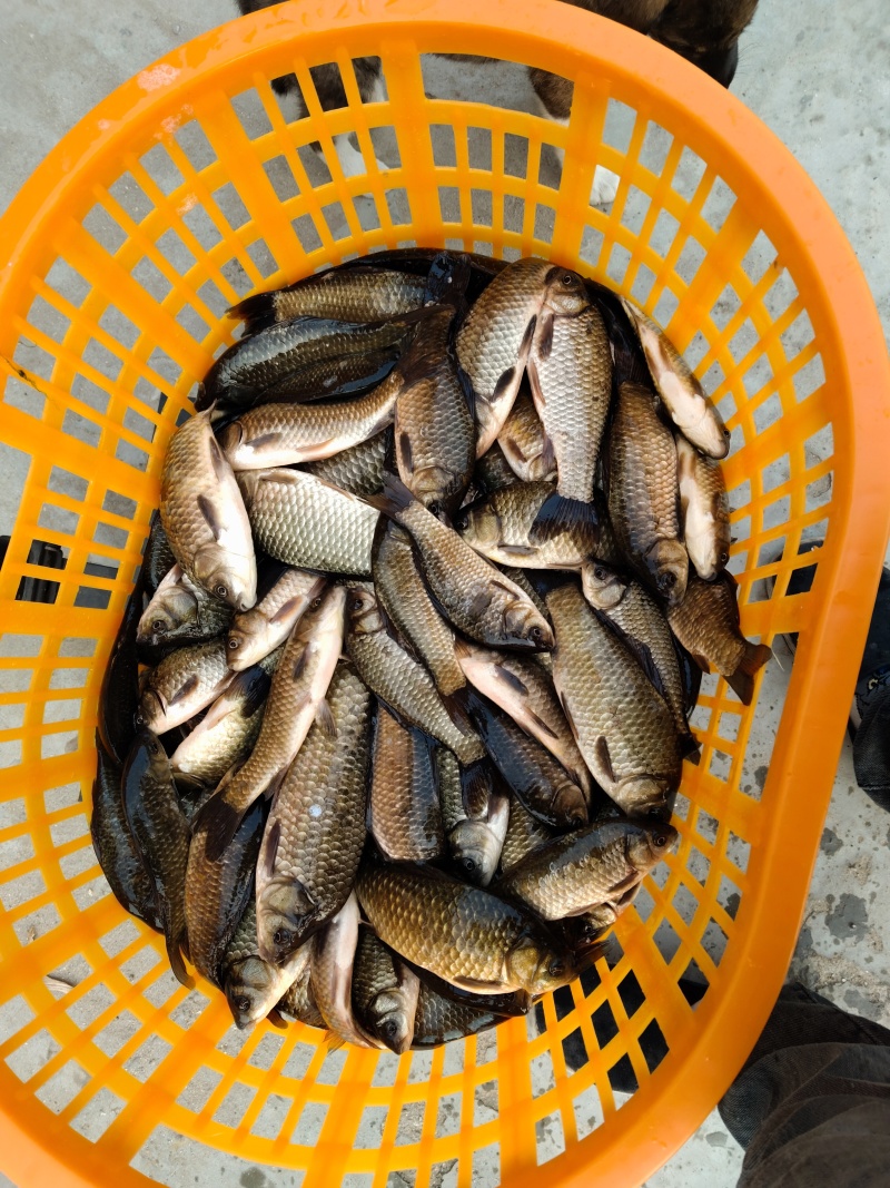 鲫鱼
