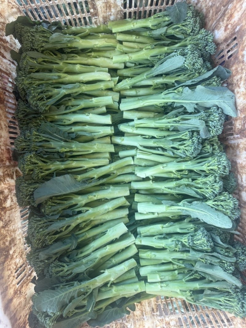 精品西兰苔
