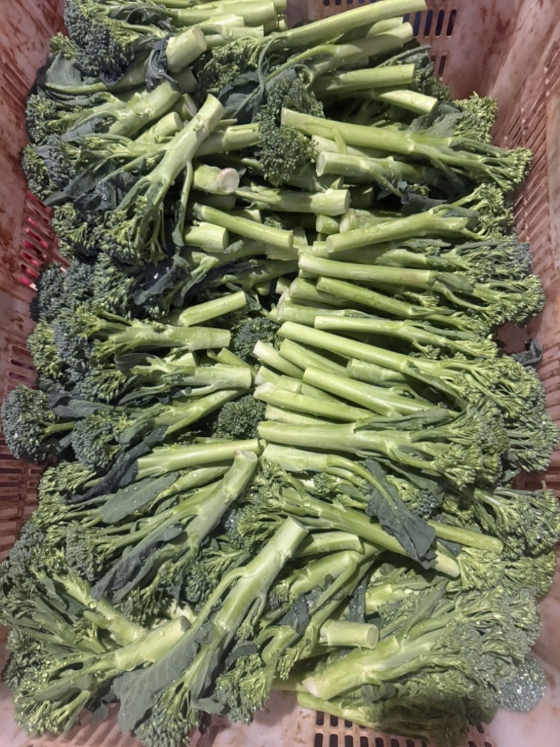精品西兰苔