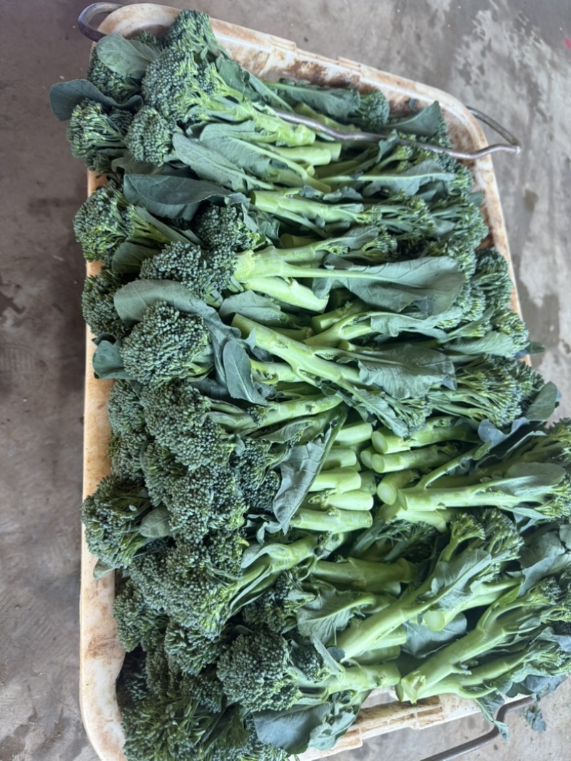 精品西兰苔