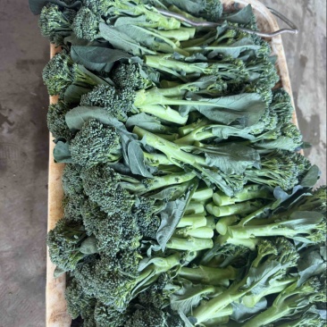 精品西兰苔