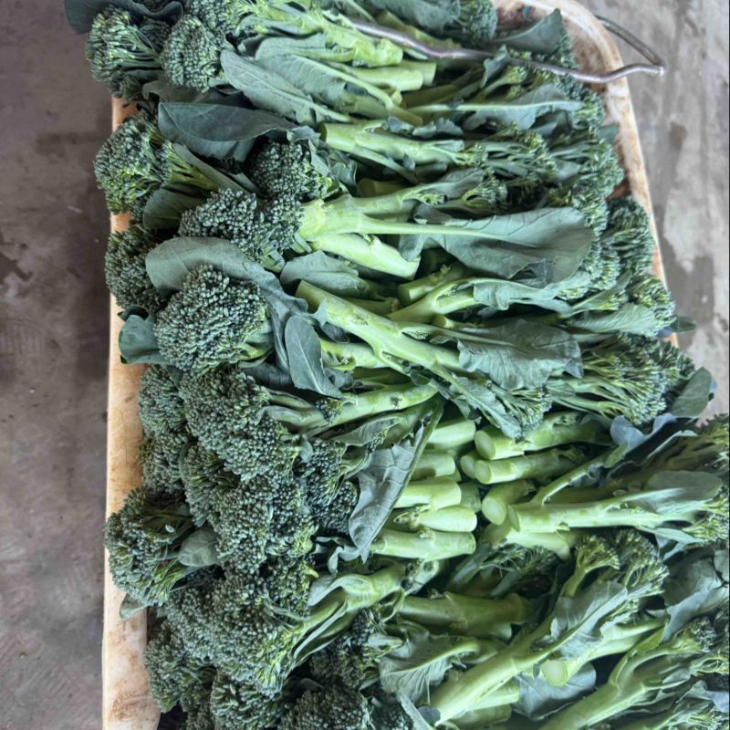 精品西兰苔