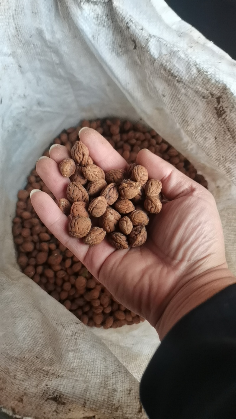 毛桃核青州蜜桃桃核育苗可视频看货量大从优