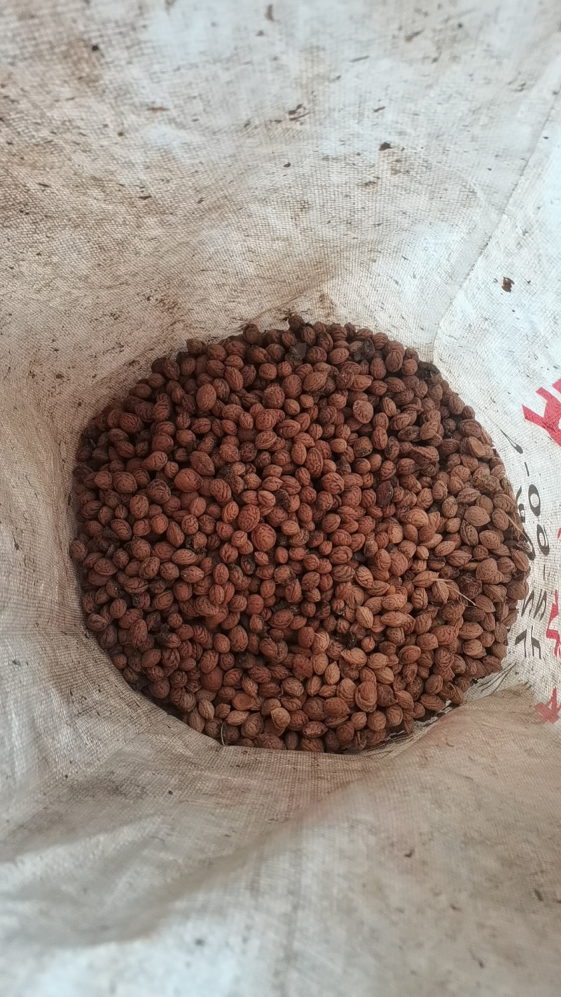 毛桃核青州蜜桃桃核育苗可视频看货量大从优