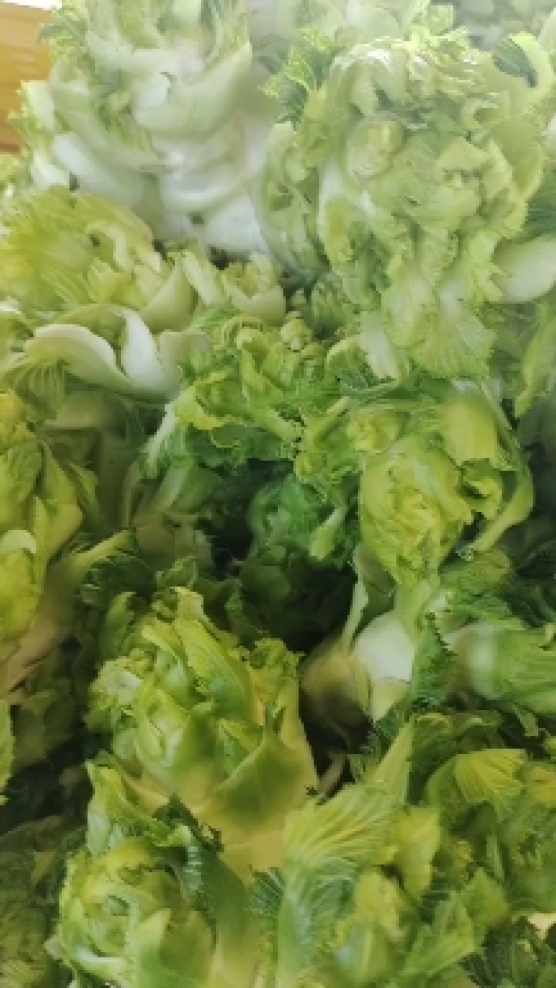 儿菜，娃娃头，市场货，电商货大量上市，一手货源需要的联系