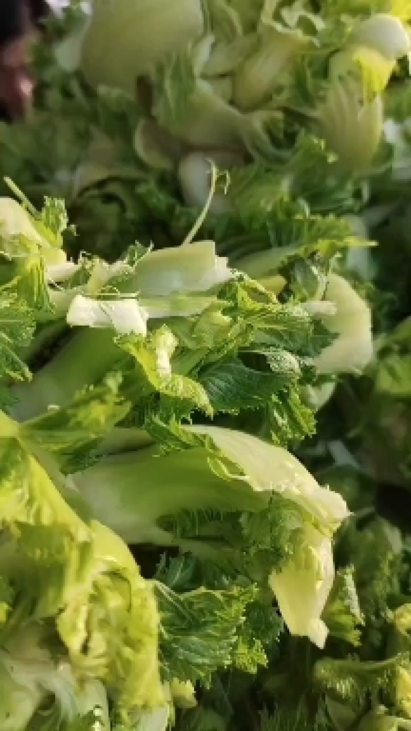 儿菜，娃娃头，市场货，电商货大量上市，一手货源需要的联系