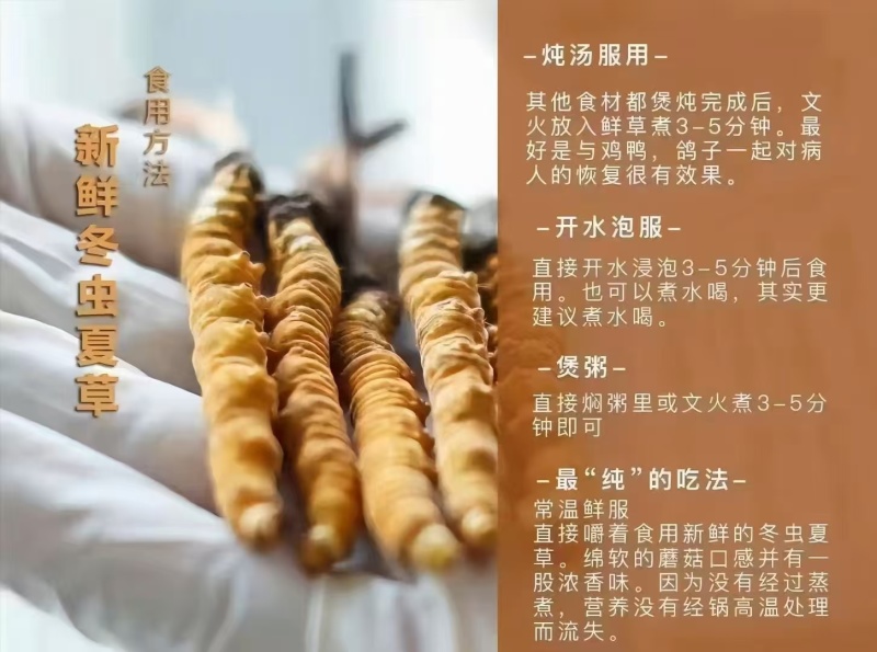 虫草，深山采的新鲜虫草，饱满黄润，2024新货