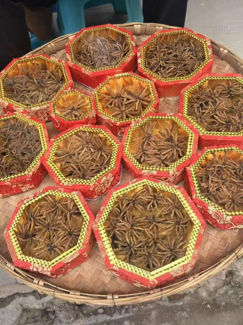 虫草，深山采的新鲜虫草，饱满黄润，2024新货