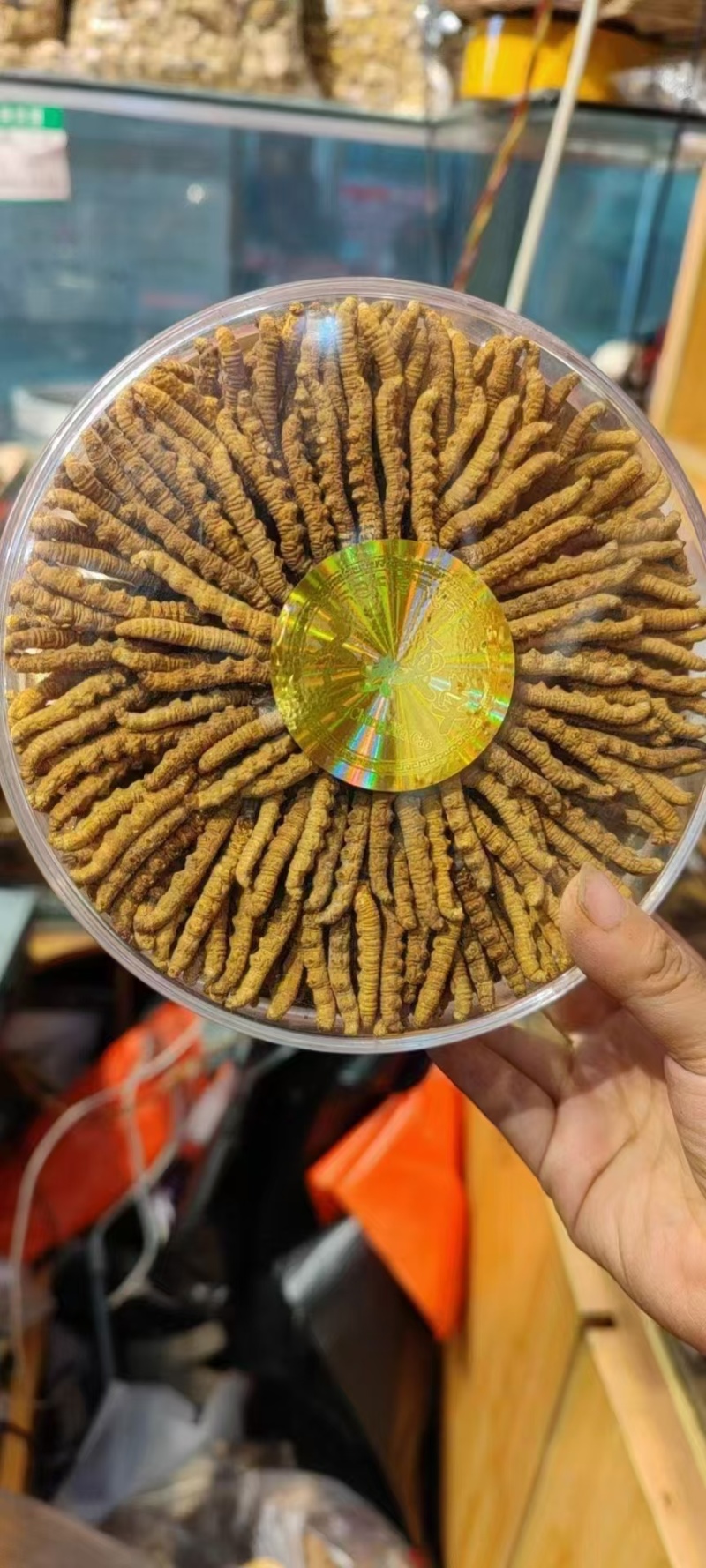 虫草，深山采的新鲜虫草，饱满黄润，2024新货