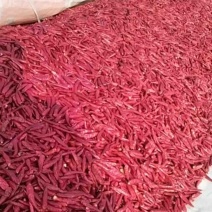 干辣椒，红太阳，传奇，大量上市