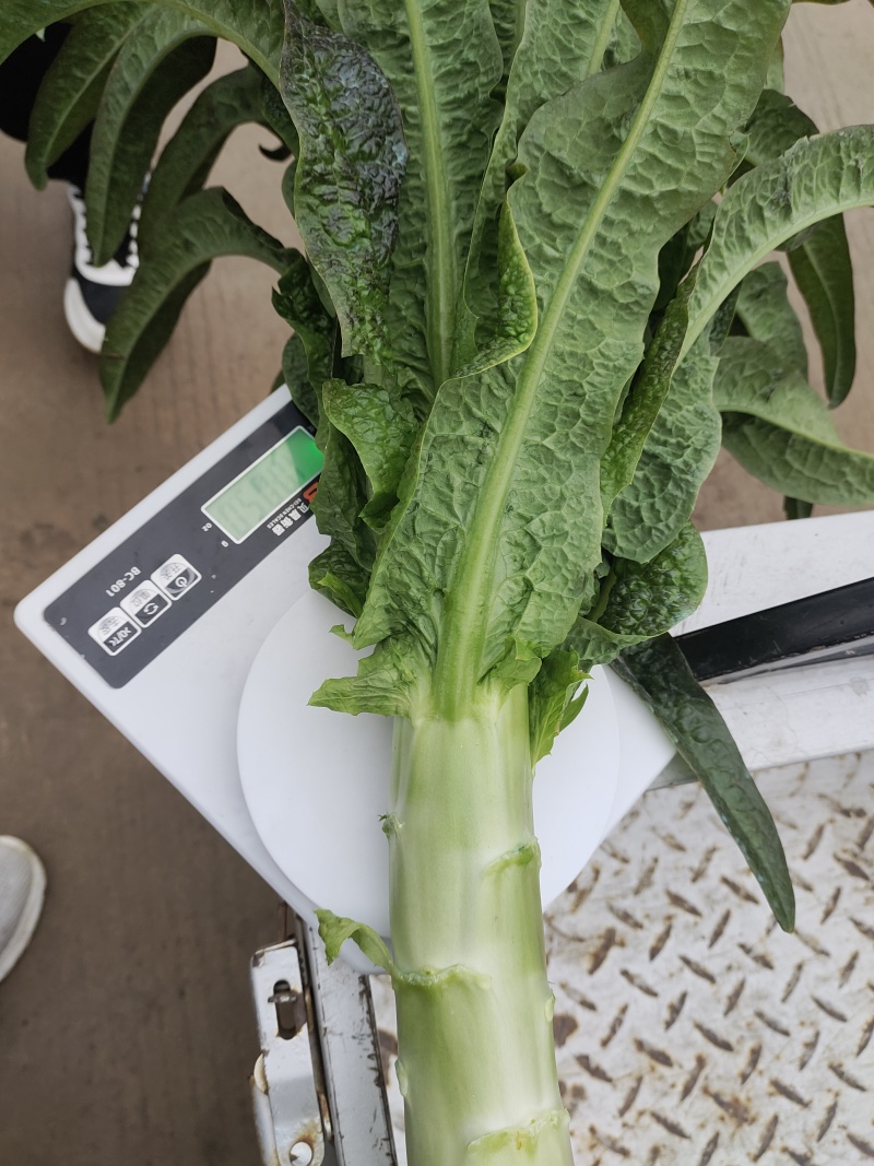 红香莴苣大量上市，市场货，电商货，一手货源需要的联系。